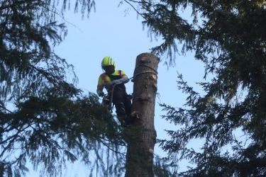 Trunk Removal