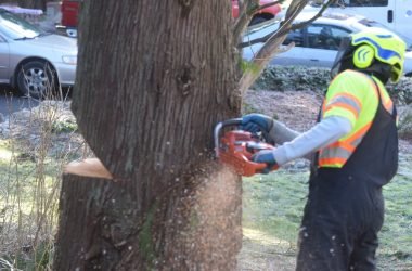 Tree Removal