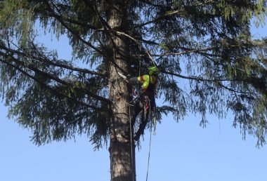 Tree Trunk Removal in Sammamish, WA